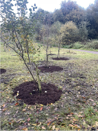 Young trees with mulch around their bases in a grassy area.